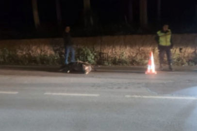 Bursa'da trafik kazasında tır domuza çarptı!