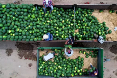 Adana'da turfanda karpuz hasadı başladı