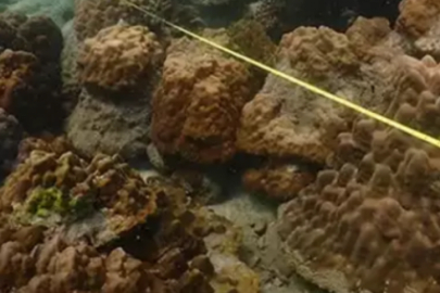 Tayland'da mercan resiflerinde bozulmayı önlemek için 12 milli deniz parkı ziyarete kapatıldı