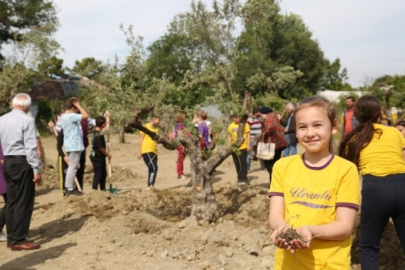 Bursa'da 43 zeytin ağacı yeni yerine taşındı