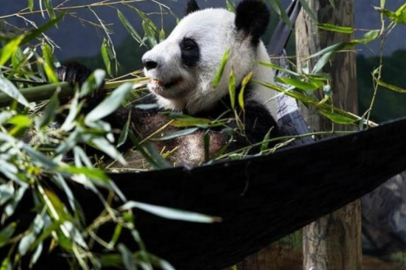 ABD'deki son dört panda: Çin'e geri dönüyorlar