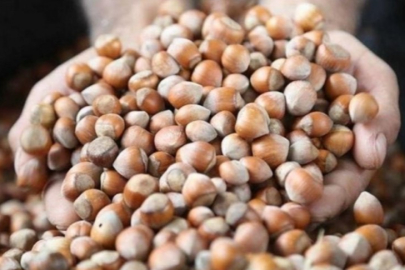 TMO duyurdu: Fındık satışında yeni dönem