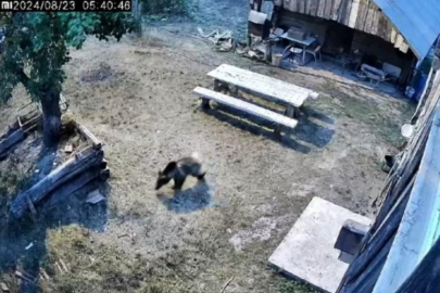 Gündüz vakti bahçeye giren ayı sebzeleri talan etti