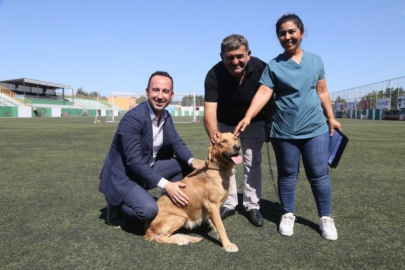176 sokak köpeği yeni işlerine başladı!