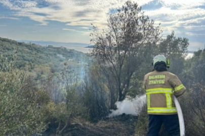 10 dönümlük zeytinlik kül oldu