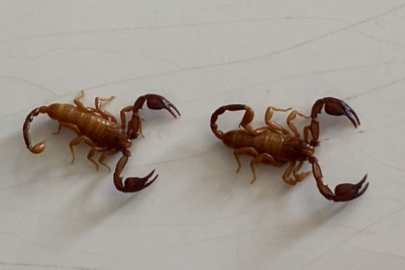 Yeni bir Akrep türü keşfedildi