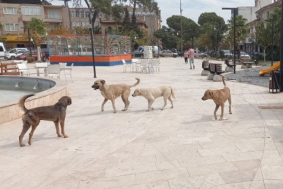 'Sokak köpekleri sorunu' büyüyor