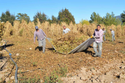 Çandır fasulyesinin hasat zamanı