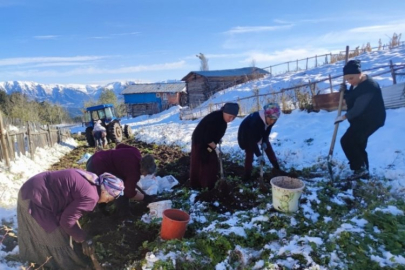 Kar altında patates hasadı!