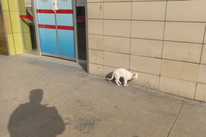 Bursa'da bacağı kırılan kedi Devlet Hastanesi acile geldi