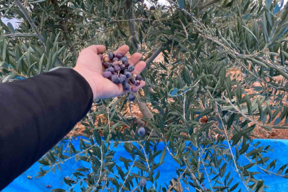 Soğuk havaya rağmen 300 kilo zeytin zeytin hasat edildi