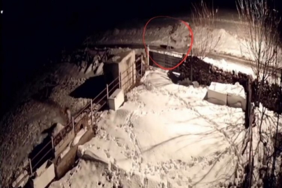 Aç kalan kurtların köpeklere saldırdığı anlar kamerada