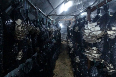 Bir ay içinde 6 ton istiridye mantarı üretiliyor