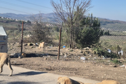 Mudanya'da açık barınakta hayvanlar telef oluyor!