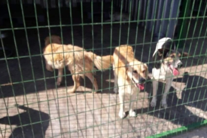 Gemlik'te skandallar bitmiyor!