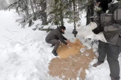 Uludağ'ın karla kaplı ormanlarında yemleme çalışması yapıldı