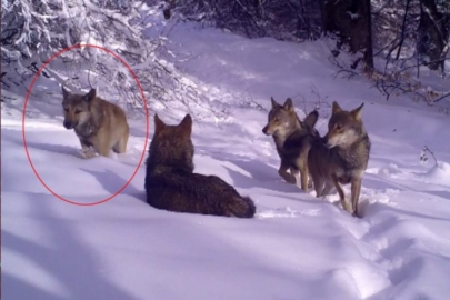 Bursa'da açık renkli kurt fotokapanlara yakalandı