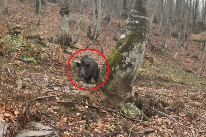 Domuz avında korku dolu anlar