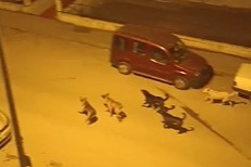 Mahalleli başıboş köpekler nedeniyle geceleri uyuyamıyor