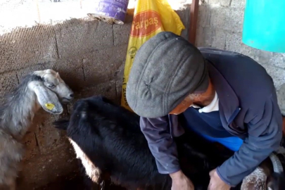 Köpekler dehşet saçtı!