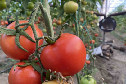 Ocakta domatesin miktarı da fiyatı da arttı