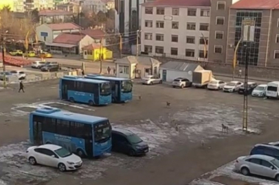 Başıboş köpeklerden kaçan öğrenci yere kapaklandı