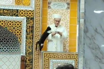 Kedi Lola beş vakit camiye gidiyor