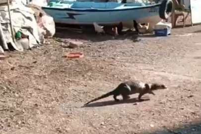 Bursa'da ilginç olay! Fare sandıkları şey aslında..