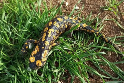 Benekli Semender'e zarar veren yandı bedeli ağır!