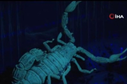 Yetiştirdiği mavi akrebin zehrini sağıp tüketiyor