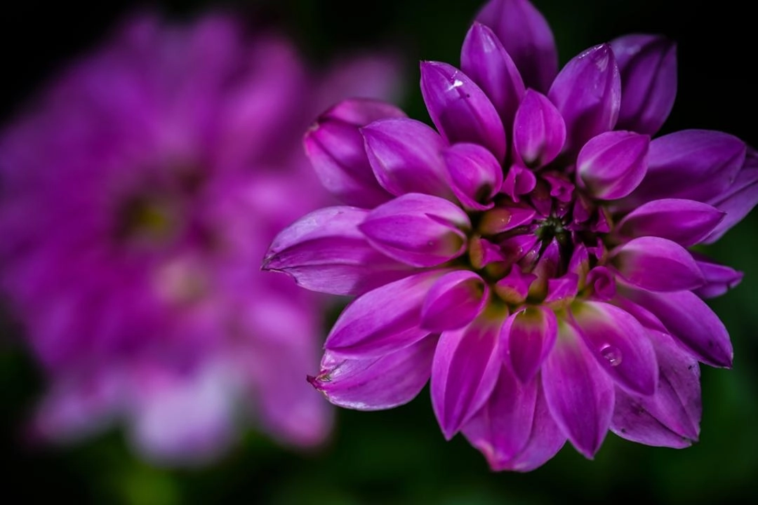 Ankara'da ilkbaharın renkli çiçekleri