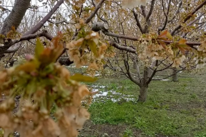 Kraliyet kirazı bu yıl çok az olacak