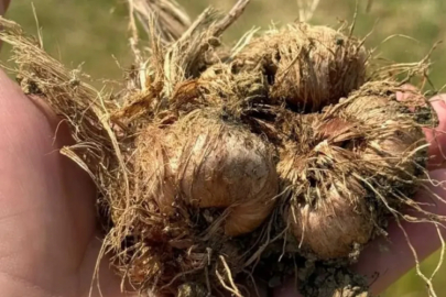Çiftçisi için altın değerinde: Hasadı başladı!