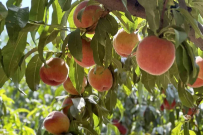 Bursa’nın simgesi tehlikede!
