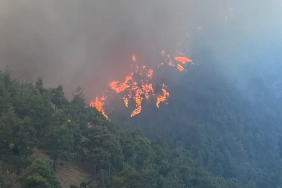 Bursa'nın ciğerleri yanıyor!