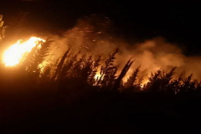 İzmir'de orman yangını! Müdahale sürüyor