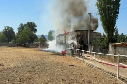 Bursa'da hayvanlar telef oldu!