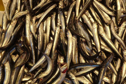 Hamsiyi tezgahta erken gören balıkçı sevinsin mi üzülsün mü bilemedi