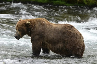 Bu yılın en şişman ayısı belli oldu!