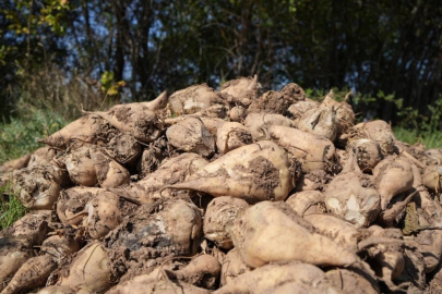 Tarım Bakanlığı: "Kuraklık nedeniyle şeker pancarı üretimini kısıtlamayacağız"