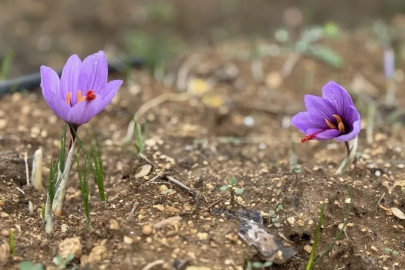 Yeni fiyatı belli olacak! Kilosu 450 bin TL