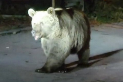 Bursa'da ayılarla kafa kafaya geldiler!
