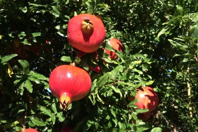 9 ülkeye ihraç edilen narın hasadı başladı