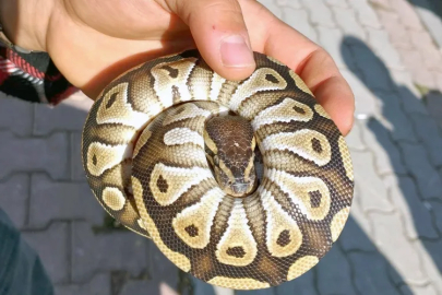 Asayiş kontrolü sırasında cebinden çıkan piton yılanına el konuldu!