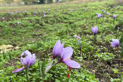 ’Dünyanın en pahalı baharatı’ safranın kilogramı 600 bin liradan satılacak