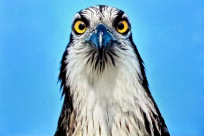 Türkiye'de nadir görülüyordu! Bursa'da görüntülendi...