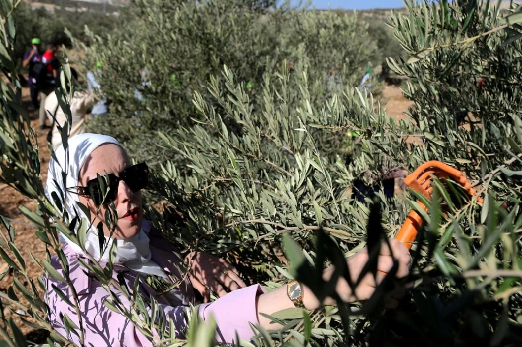 İşgal altındaki Batı Şeria'da zeytin hasadı