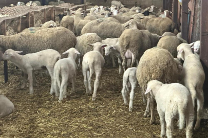 Bursa'da besicilerden 'şap' çağrısı!