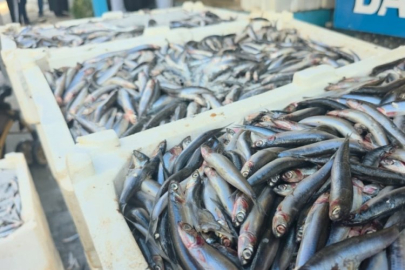 Hamsi kuyruğu! Kilosu sudan ucuz