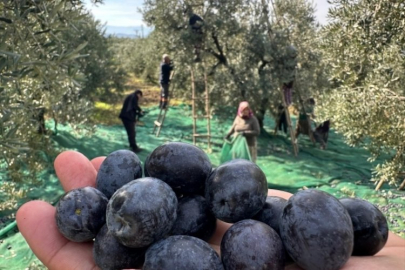 İsviçre sofralarını süsleyen Bursa zeytininde bu yıl kalite yüksek